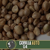 Gorilla G4 Auto (BlimBurn Seeds) Cannabis Seeds