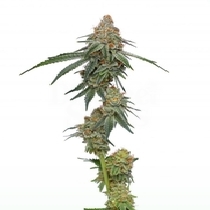 Pineapple Upside Down Cake Feminised (Discreet Seeds) Cannabis Seeds