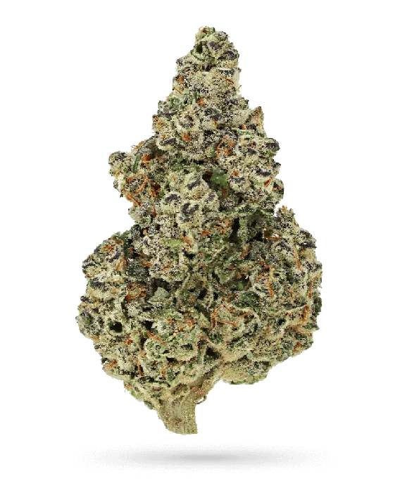 Crazy Roses Fast Version (Growers Choice Seeds) Cannabis Seeds