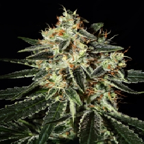 GH Cheese (Green House Seeds) Cannabis Seeds