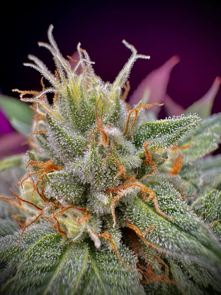 Collectors Edition MAC #1  (BSB Genetics Seeds) Cannabis Seeds
