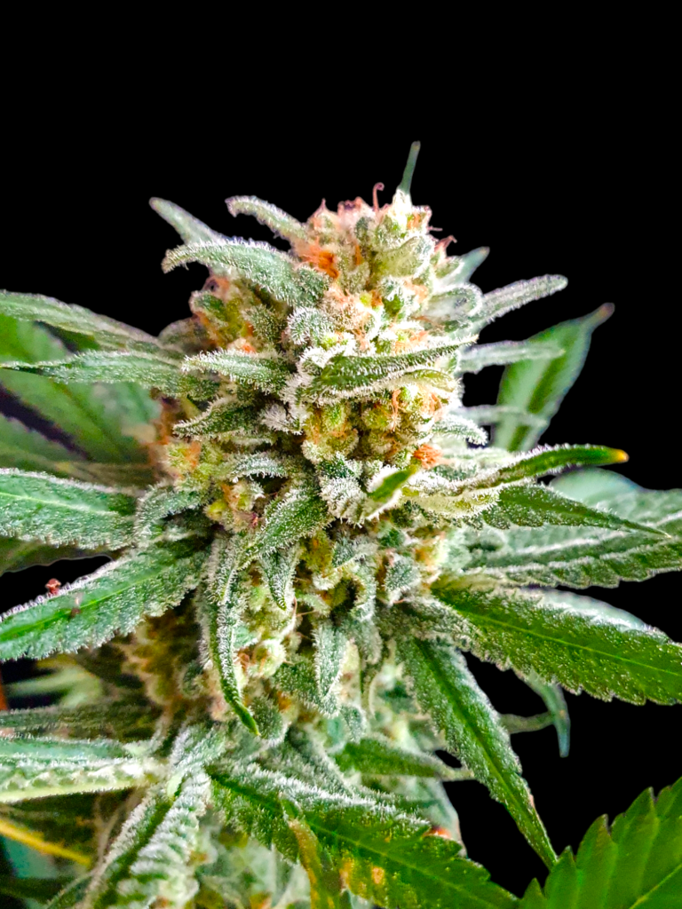 Collectors Edition Slurricane (BSB Genetics Seeds) Cannabis Seeds