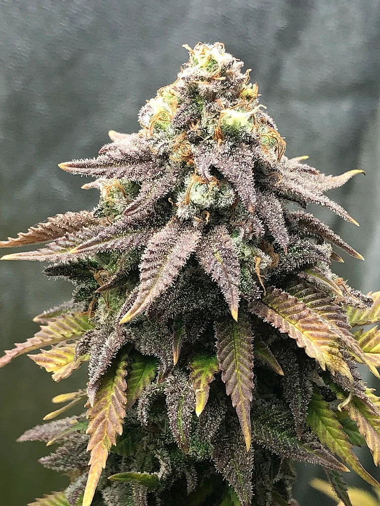 Cali Mango Mass (Critical Mass Collective Seeds) Cannabis Seeds