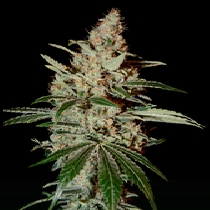 GH Chemdog (Green House Seeds) Cannabis Seeds
