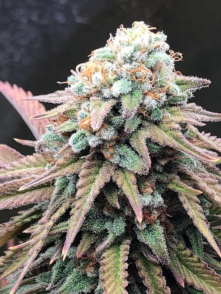 Alien Masster Kush (Critical Mass Collective Seeds) Cannabis Seeds