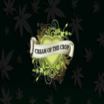 RS11 (Cream Of The Crop Seeds) Cannabis Seeds