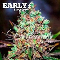 Cotton Candy Kush Early Version (Delicious Seeds) Cannabis Seeds