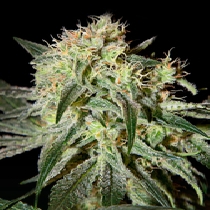 Damn Sour (Green House Seeds) Cannabis Seeds