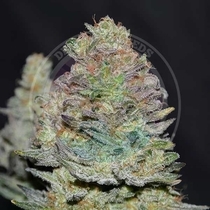 Delicious Cookies Auto  (Delicious Seeds) Cannabis Seeds