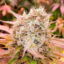 Dark Lemonade Auto (Delicious Seeds) Cannabis Seeds