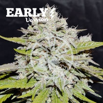 Bay Burger Early Version (Delicious Seeds) Cannabis Seeds