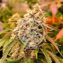 Sunday Punch (Delicious Seeds) Cannabis Seeds