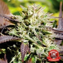 Caramelo (Delicious Seeds) Cannabis Seeds