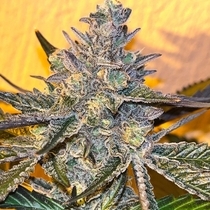 Kosher Popz Feminized(Old School Genetics) Cannabis Seeds