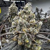 Velvet Kosher Feminized (Old School Genetics Seeds) Cannabis Seeds