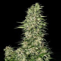 Diamond Girl (Green House Seeds) Cannabis Seeds