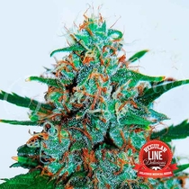 Critical Neville Haze Reg Auto (Delicious Seeds) Cannabis Seeds