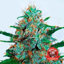 Critical Neville Haze Reg Auto (Delicious Seeds) Cannabis Seeds