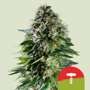 Royal Queen x TYSON Corkscrew Auto(Royal Queen Seeds) Cannabis Seeds