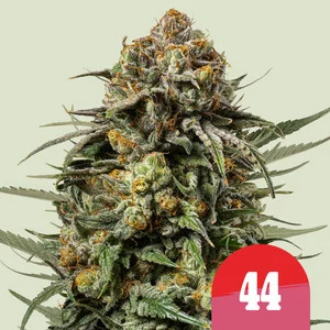 Royal Queen x TYSON Gelato 44 (Royal Queen Seeds) Cannabis Seeds