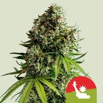Royal Queen x TYSON NYC Sour D Auto (Royal Queen Seeds) Cannabis Seeds