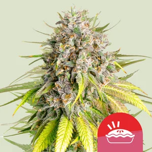Royal Queen x TYSON Punch Pie (Royal Queen Seeds) Cannabis Seeds