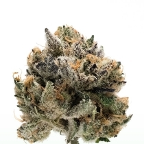 Tropical Cookies Double XL Auto (Growers Choice Seeds) Cannabis Seeds