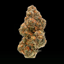 Wedding Cake x Frosty Gelato Double XL Auto (Growers Choice Seeds) Cannabis Seeds