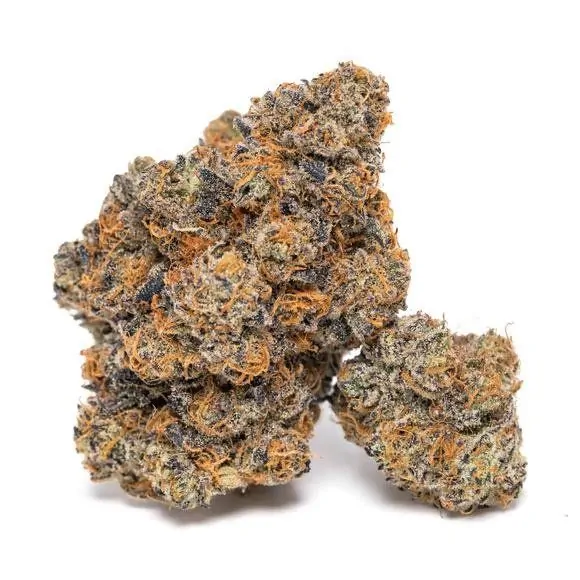 King Louis Garcia (Growers Choice Seeds) Cannabis Seeds