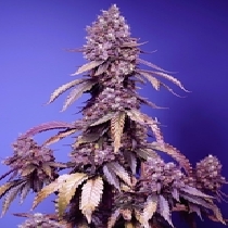 Black Muffin F1 Fast Version(Sweet Seeds) Cannabis Seeds