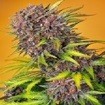 Diablo Rojo XL Auto (Sweet Seeds) Cannabis Seeds