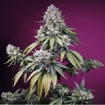 Jealousy Z XL Auto (Sweet Seeds) Cannabis Seeds