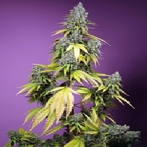 Jet Fuel Mandarine XL Auto (Sweet Seeds) Cannabis Seeds