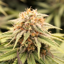 PriZmatic (Humboldt Seed Organisation Seeds) Cannabis Seeds