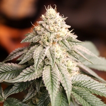 Sunset Bride (Humboldt Seed Organisation Seeds) Cannabis Seeds