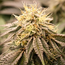 SunDogZ (Humboldt Seed Organisation Seeds) Cannabis Seeds