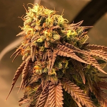 Problem Child (Jinxproof Genetics Seeds) Cannabis Seeds
