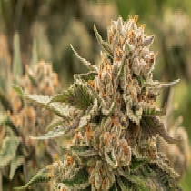 Snoopdawg OG 2 Feminised (Discreet Seeds) Cannabis Seeds