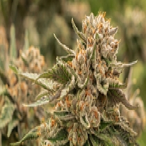 Snoopdawg OG #2 (Discreet Seeds) Cannabis Seeds