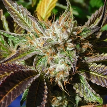 Do-Si-Dos Auto (Original Sensible Seeds) Cannabis Seeds