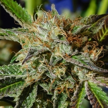 Auto Ghost Cookies (Original Sensible Seeds) Cannabis Seeds