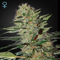Exodus Cheese Autoflowering CBD (Green House Seeds) Cannabis Seeds