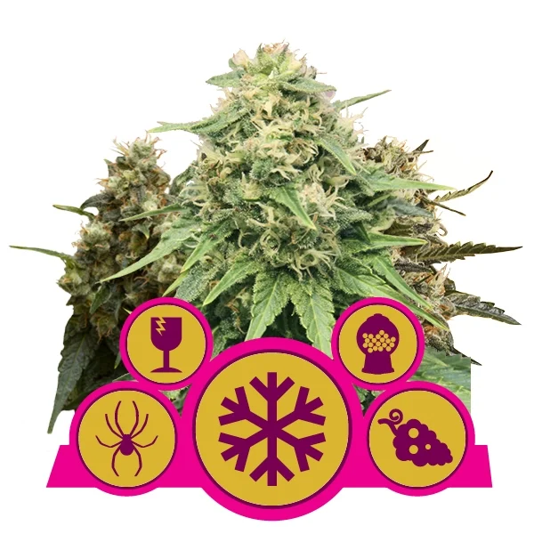 Feminised Mix (Royal Queen Seeds) Cannabis Seeds