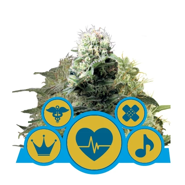 CBD Mix (Royal Queen Seeds) Cannabis Seeds