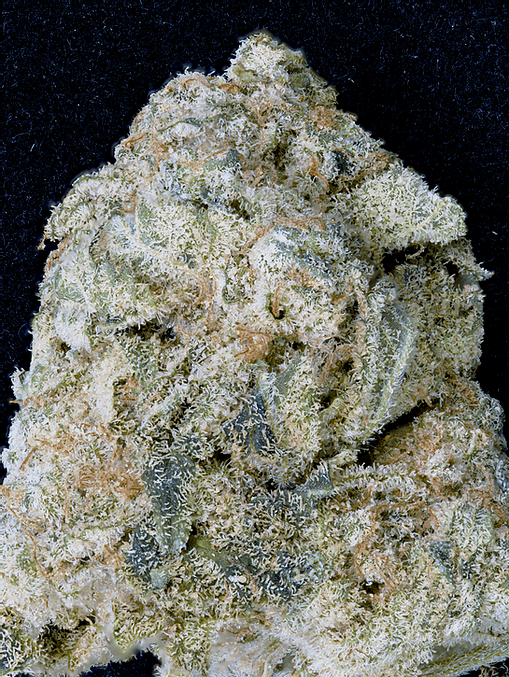 Don OG Kush (Don Avalanche Seeds) Cannabis Seeds