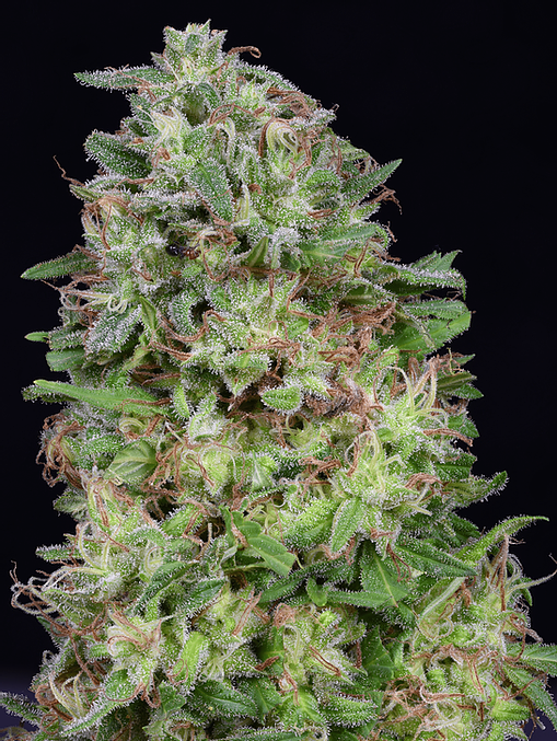 Don White Widow (Don Avalanche Seeds) Cannabis Seeds