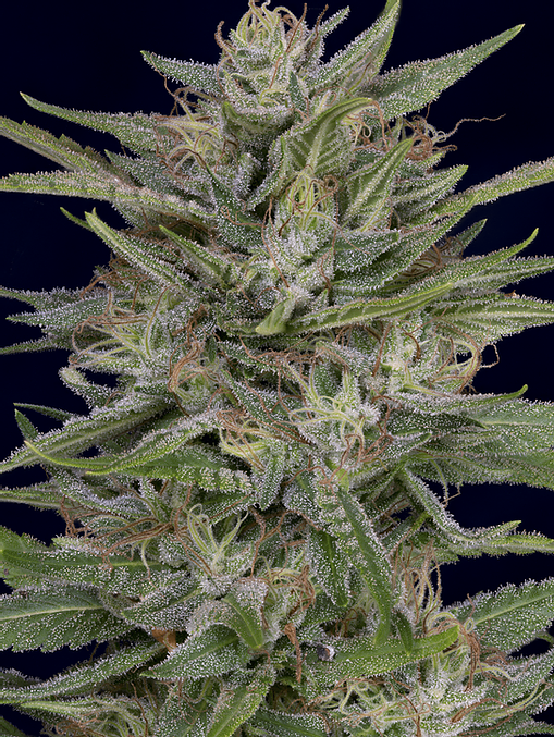Don AK (Don Avalanche Seeds) Cannabis Seeds