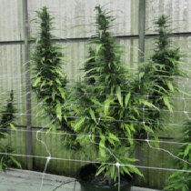 Leviathan CBG (Emerald Triangle Seeds) Cannabis Seeds