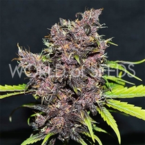 Purple Afghan Kush Ryder (World of Seeds) Cannabis Seeds