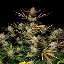 Apple Strudel Auto (Fast Buds Seeds) Cannabis Seeds